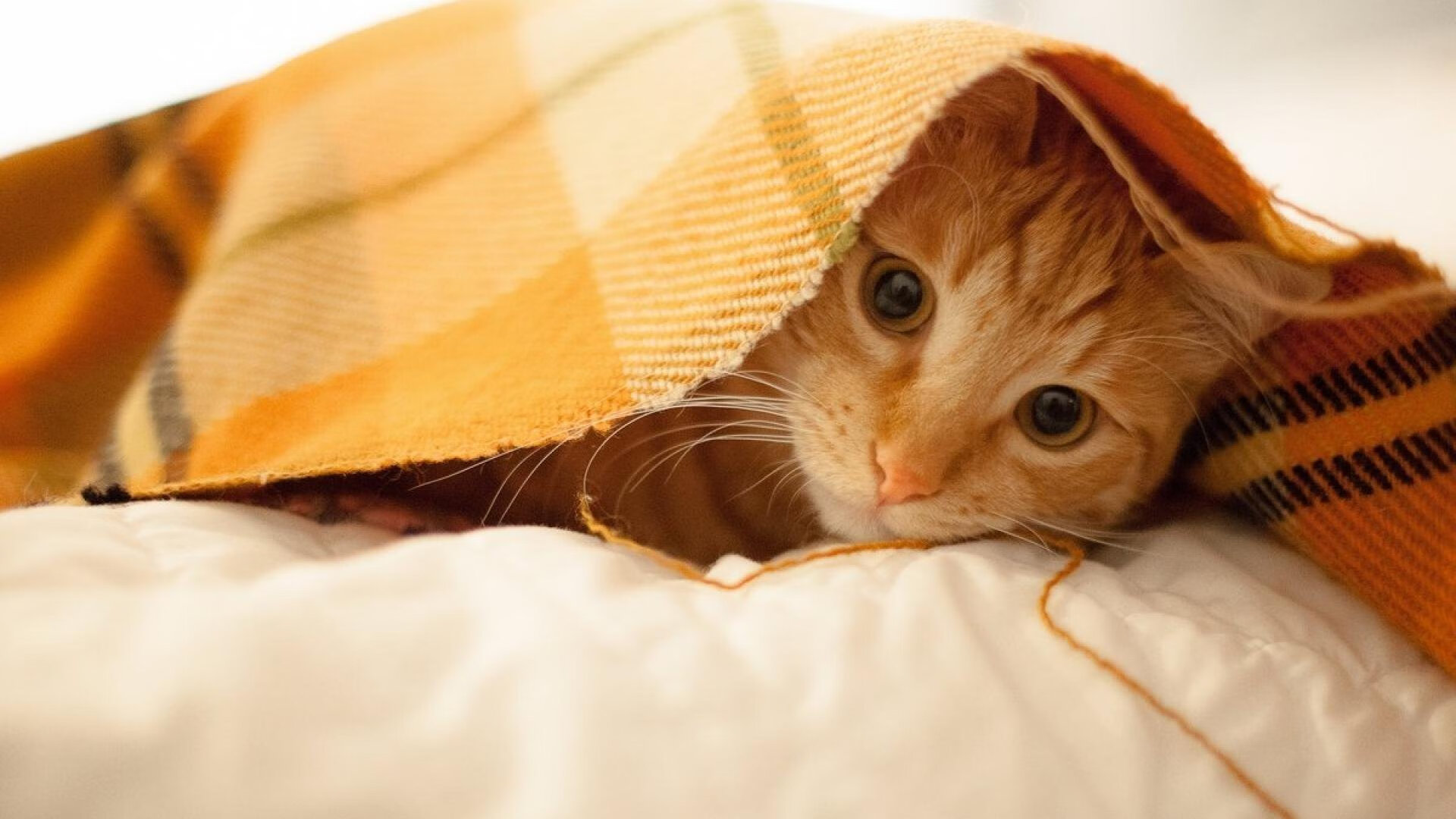 绝杀与统治，篮球世界并行的双重奏