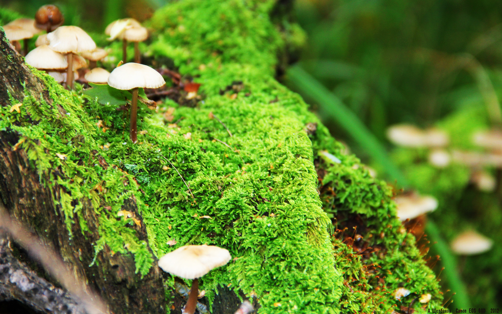 开云体育平台APP-一夜长大，那个在温布利将宿命改写成史诗的北欧少年