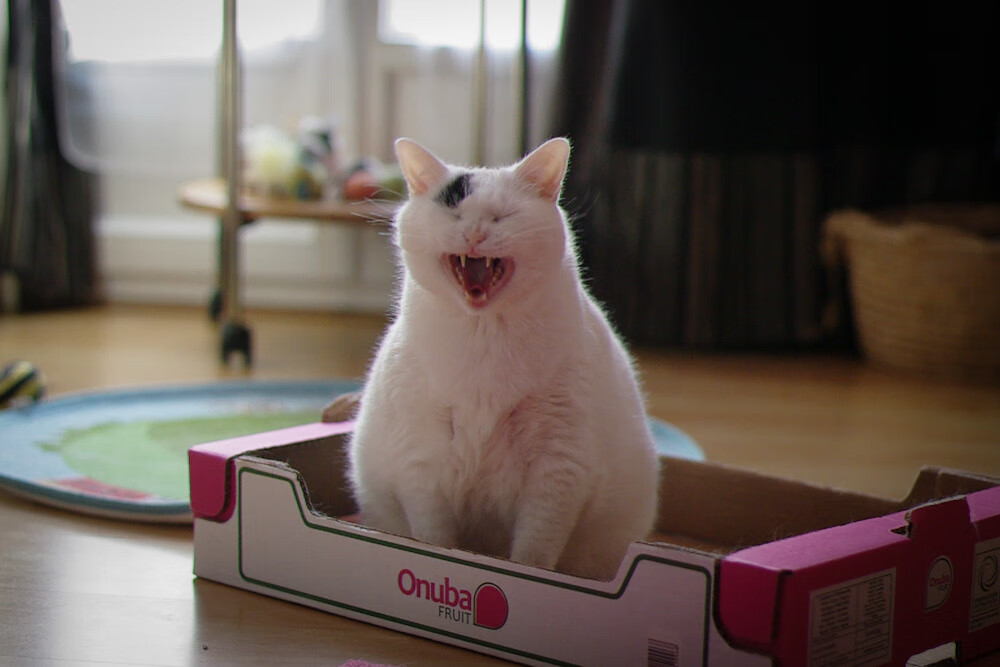 开云体育入口-鲜血与星辰的辩证，一场友谊赛与智利足球的历史回响