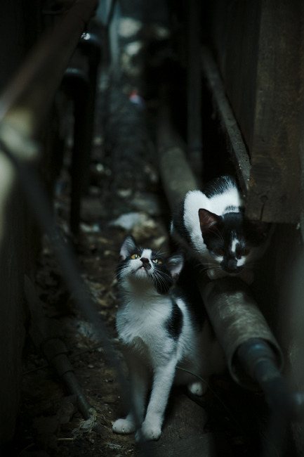 当爵士乐响起，记一场武切维奇接管抢七的传奇之战