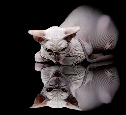 绿茵烽烟与赛道狂飙，当波兰在墨西哥城接管了领奖台