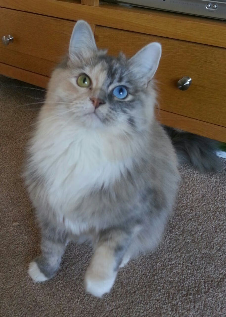 绿茵教科书,哈兰德的个人教程与英格兰的集体绝杀