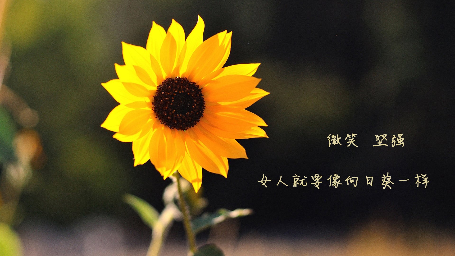 当马克西在终场前1.7秒冷静出手，骑士已把波特兰的骄傲碾成齑粉