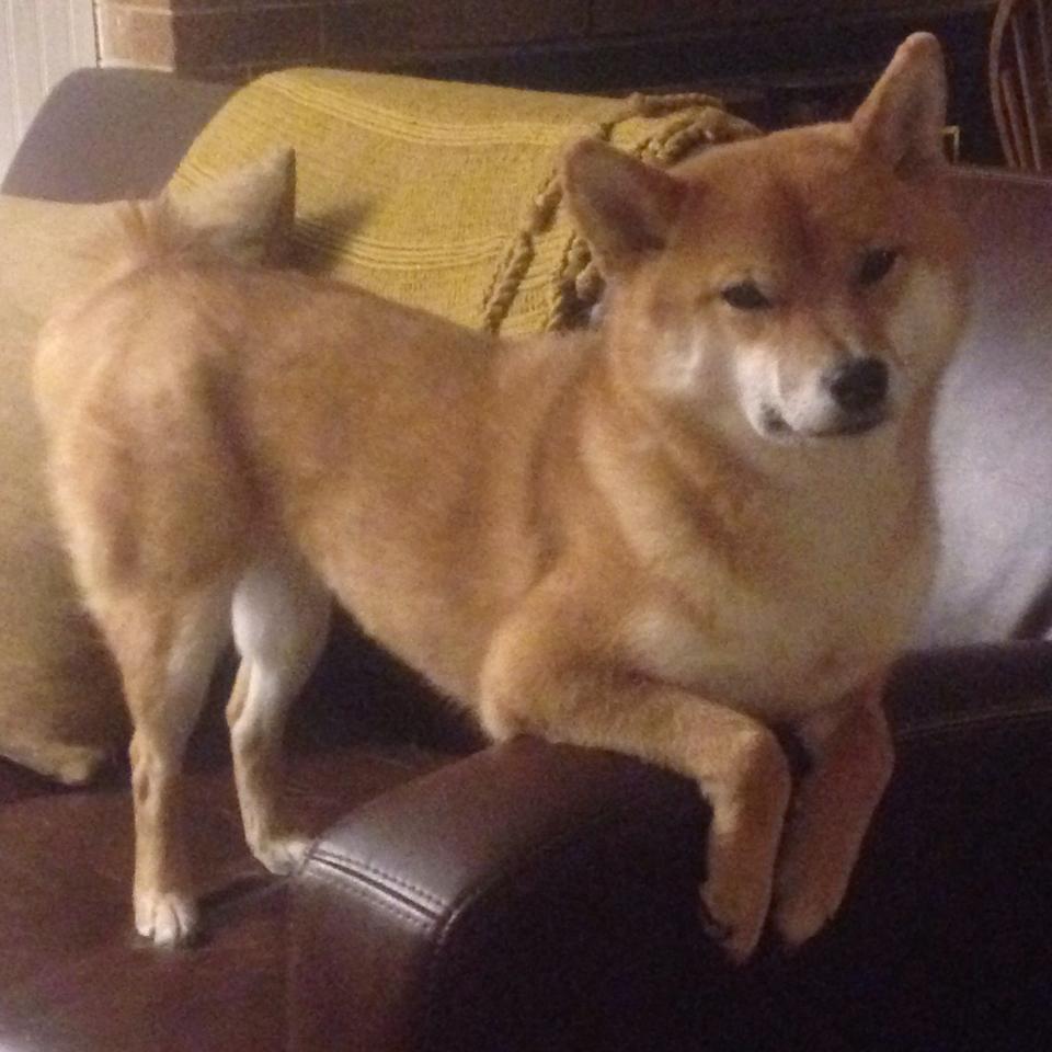 猛龙过江，巨人杀手归来，西亚卡姆与吉林队如何撕碎卫冕冠军？