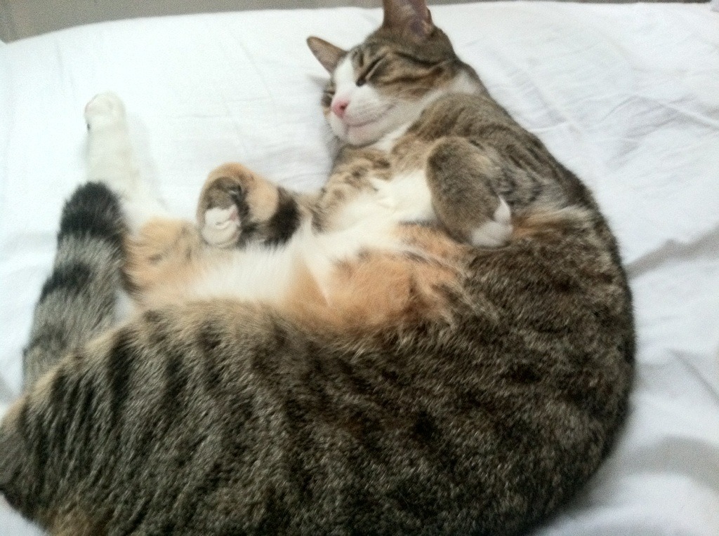 体育世界没有平行宇宙，F1揭幕战的奇迹与魔术击败辽宁的共振