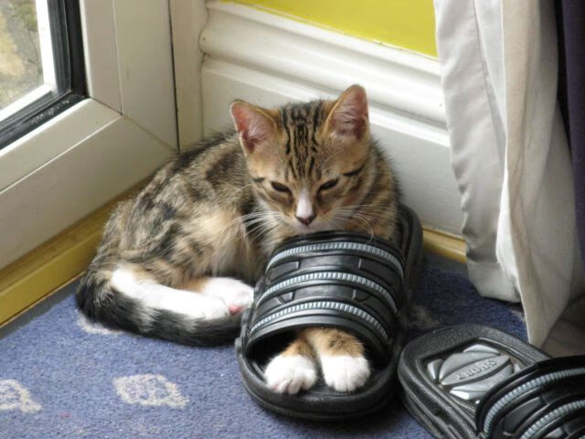 宿命对决，当阿森纳翻盘墨西哥，无名小卒努涅斯如何一夜封神