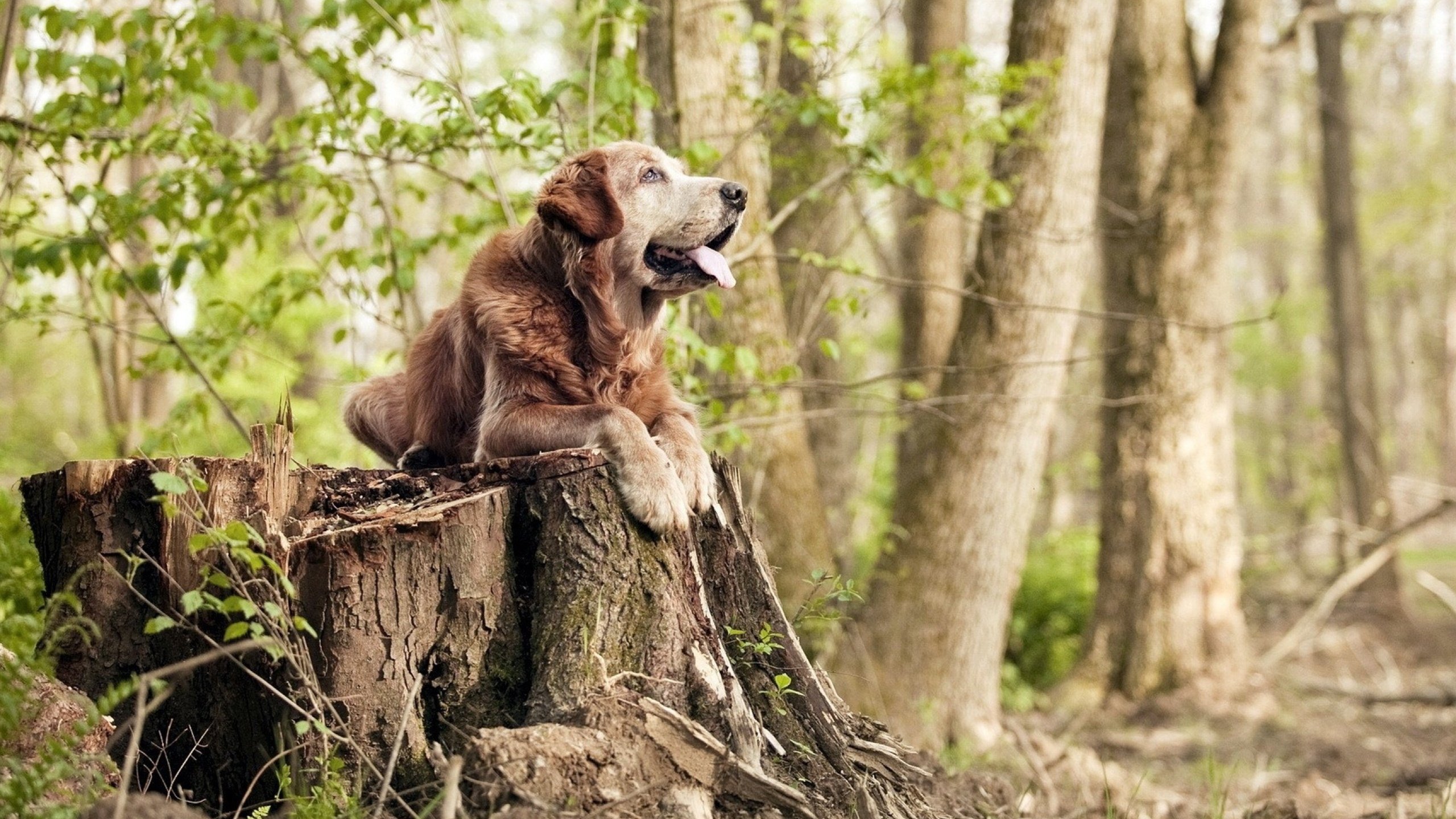 闪电破局！阿克复刻欧洲杯传奇，土耳其关键先生一锤定音力擒贝蒂斯