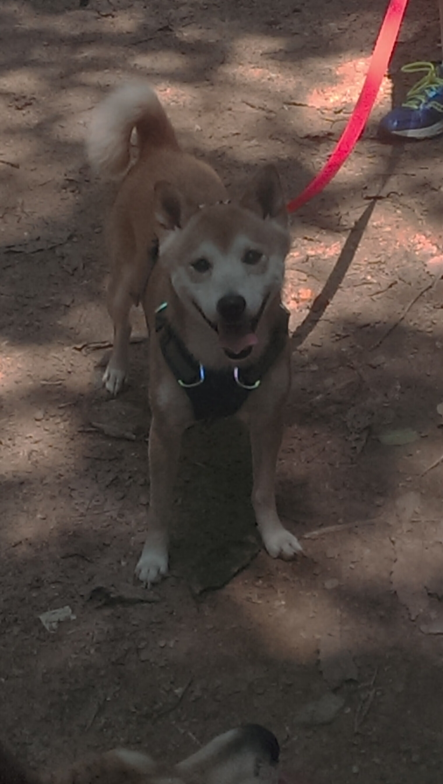 虚拟赛道上的现实接管，当切特在F1揭幕战踩下活塞式油门