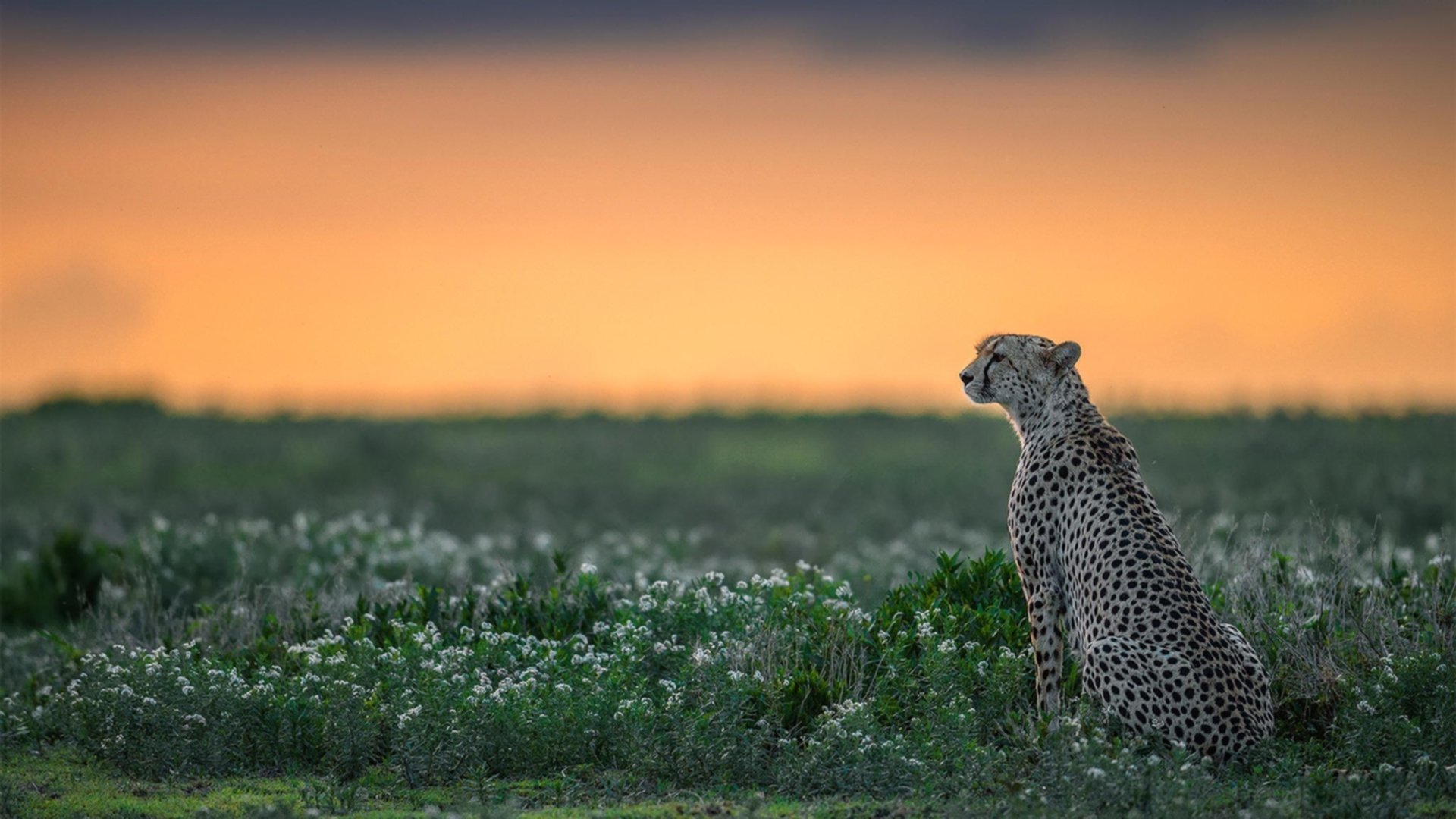 冰封斯坦福桥，塞内加尔防线锁住蓝军，迪亚斯寒刃破坚冰